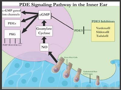 Role of Cyclic Nucleotide Phosphodiesterases in Inner Ear and Hearing